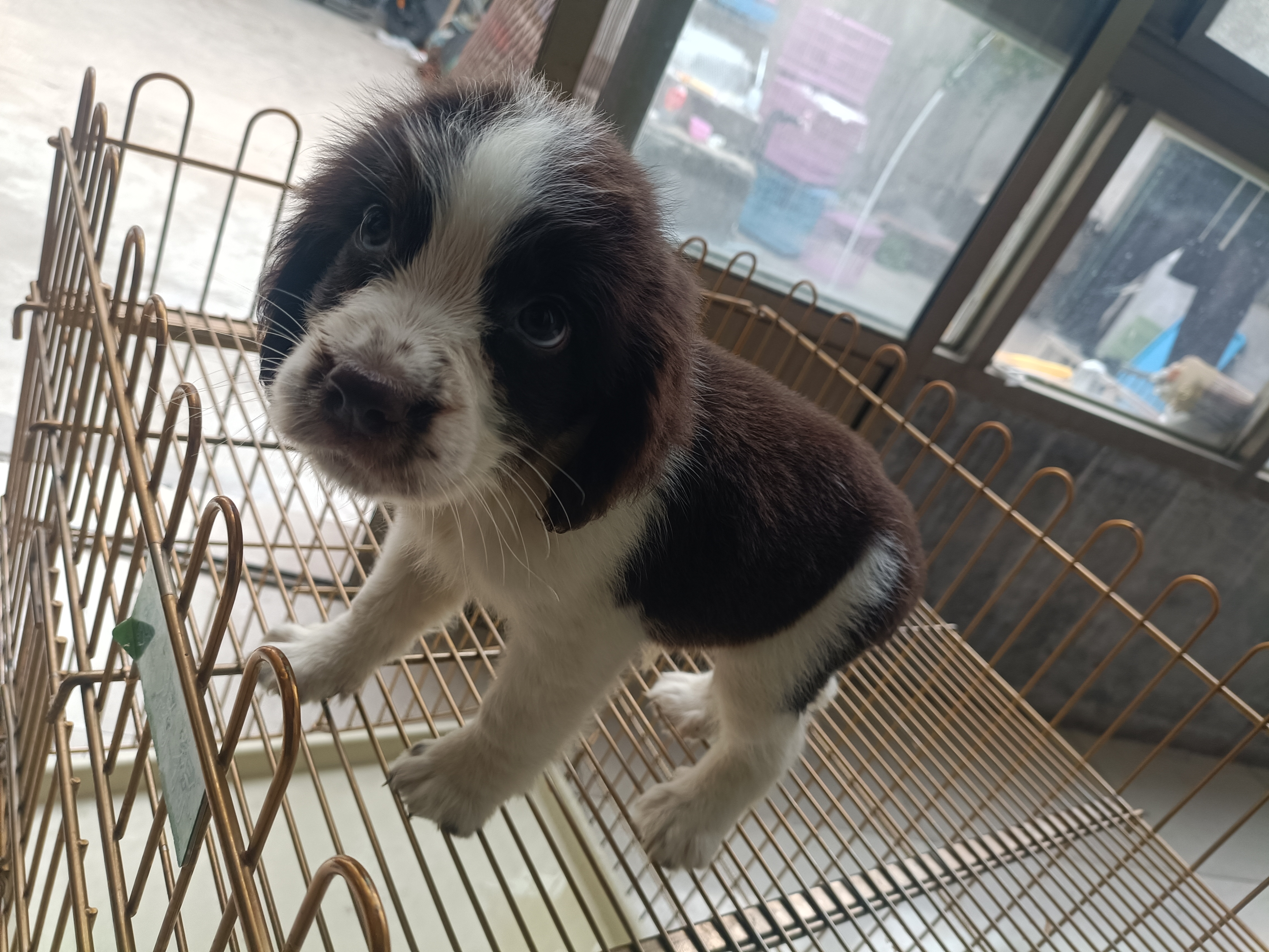 史宾格犬，活泼，可爱，支持平台下单，视频看狗。都是现货